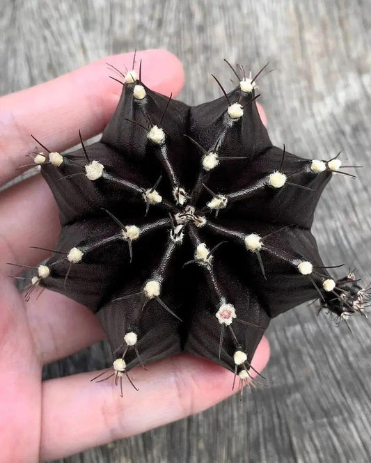 Black Widow Gymnocalycium Mihanovichii – Decorative Cactus Garden Seeds