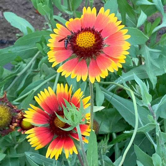 Blanket Flower Gaillardia – Hardy Garden Flower Seeds