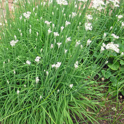 Garlic Chives Seeds Allium Tuberosum Chinese Chives Jiu Cai Vegetable