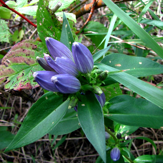 Bottle Gentian – Hardy Wildflower Garden Seeds
