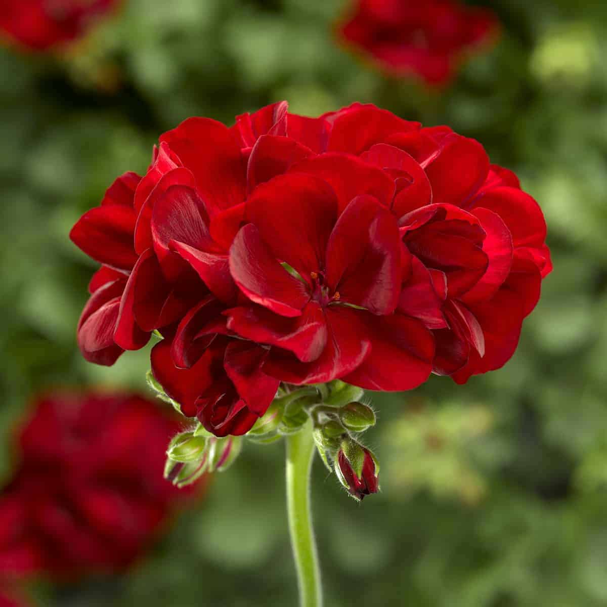 Geranium Calliope Dark Red Seeds Vibrant Garden Blooms Long-Lasting Hybrid Flower