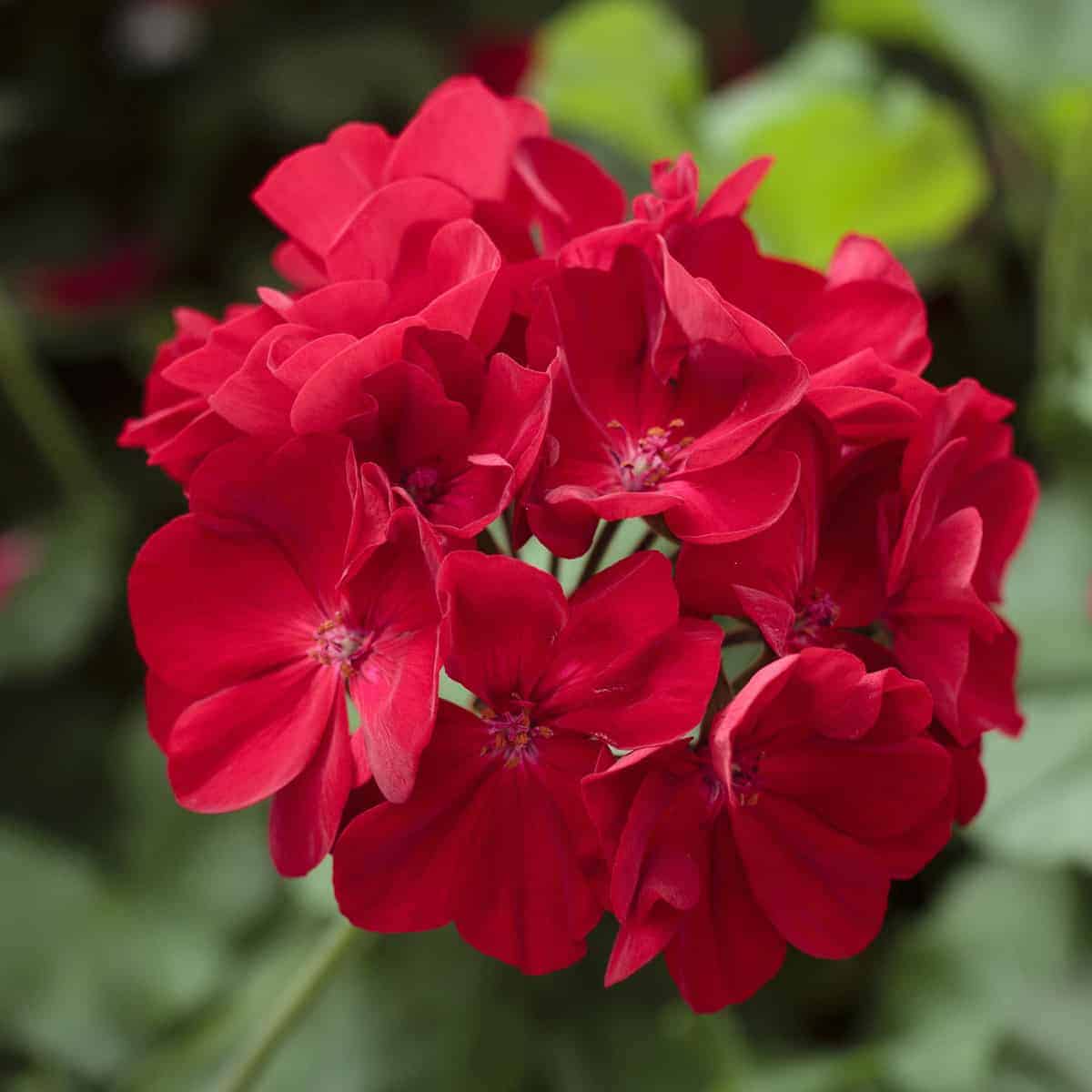 Geranium Calliope Dark Red Seeds Vibrant Garden Blooms Long-Lasting Hybrid Flower