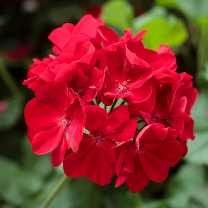 Geranium Calliope Dark Red Seeds Vibrant Garden Blooms Long-Lasting Hybrid Flower