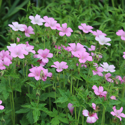 Geranium Albanum Seeds Hardy Perennial Blooms Elegant Pink Garden Flower