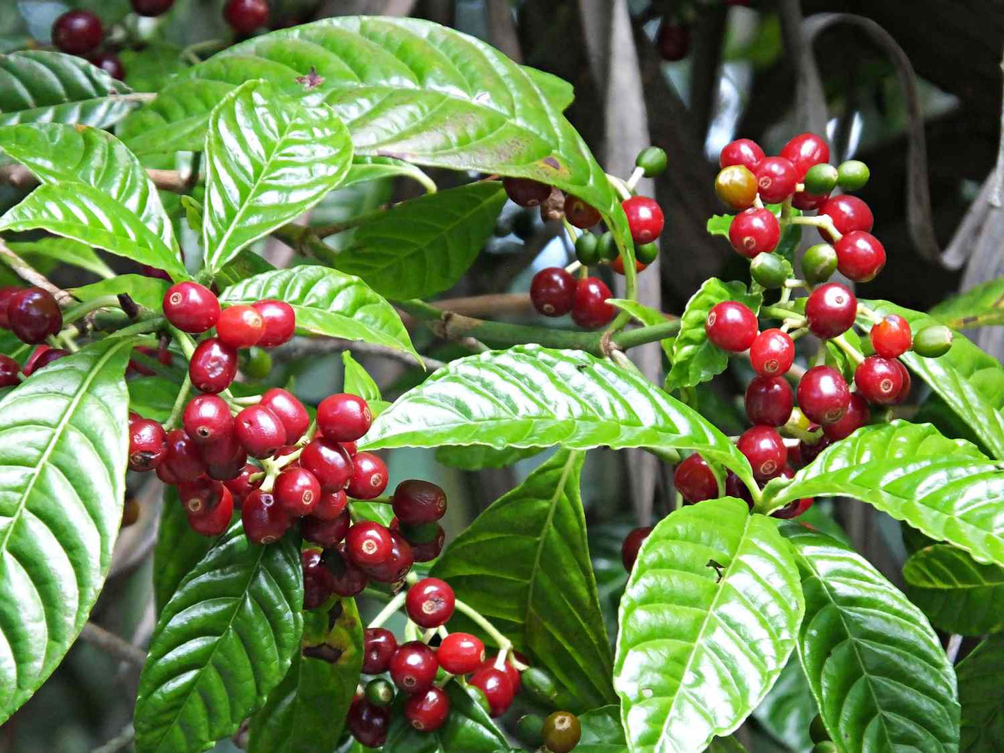 Coffee Coffea Arabica Nana – Indoor Coffee Plant Seeds