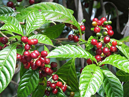 Coffee Coffea Arabica Nana – Indoor Coffee Plant Seeds