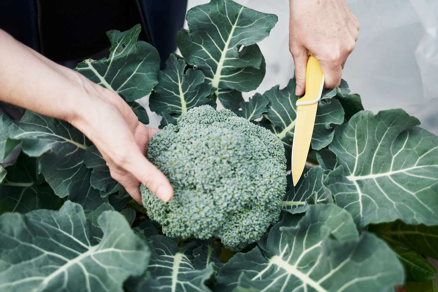 Giant Russian Broccoli – Garden Vegetable Seeds