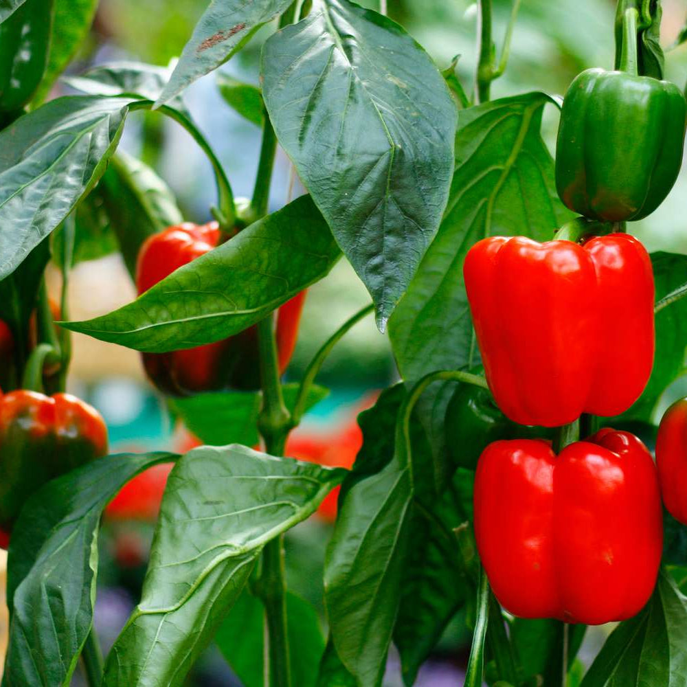 Aji Dulce Sweet Pepper (Capsicum chinense) Seeds for Planting – Heirloom, Non-GMO, Low-Heat, Aromatic Variety, Easy to Grow