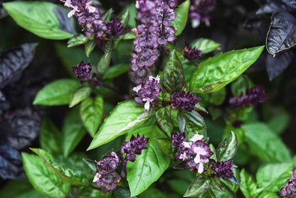 Basil Cinnamon Ocimum Basilicum Herb Garden Seeds