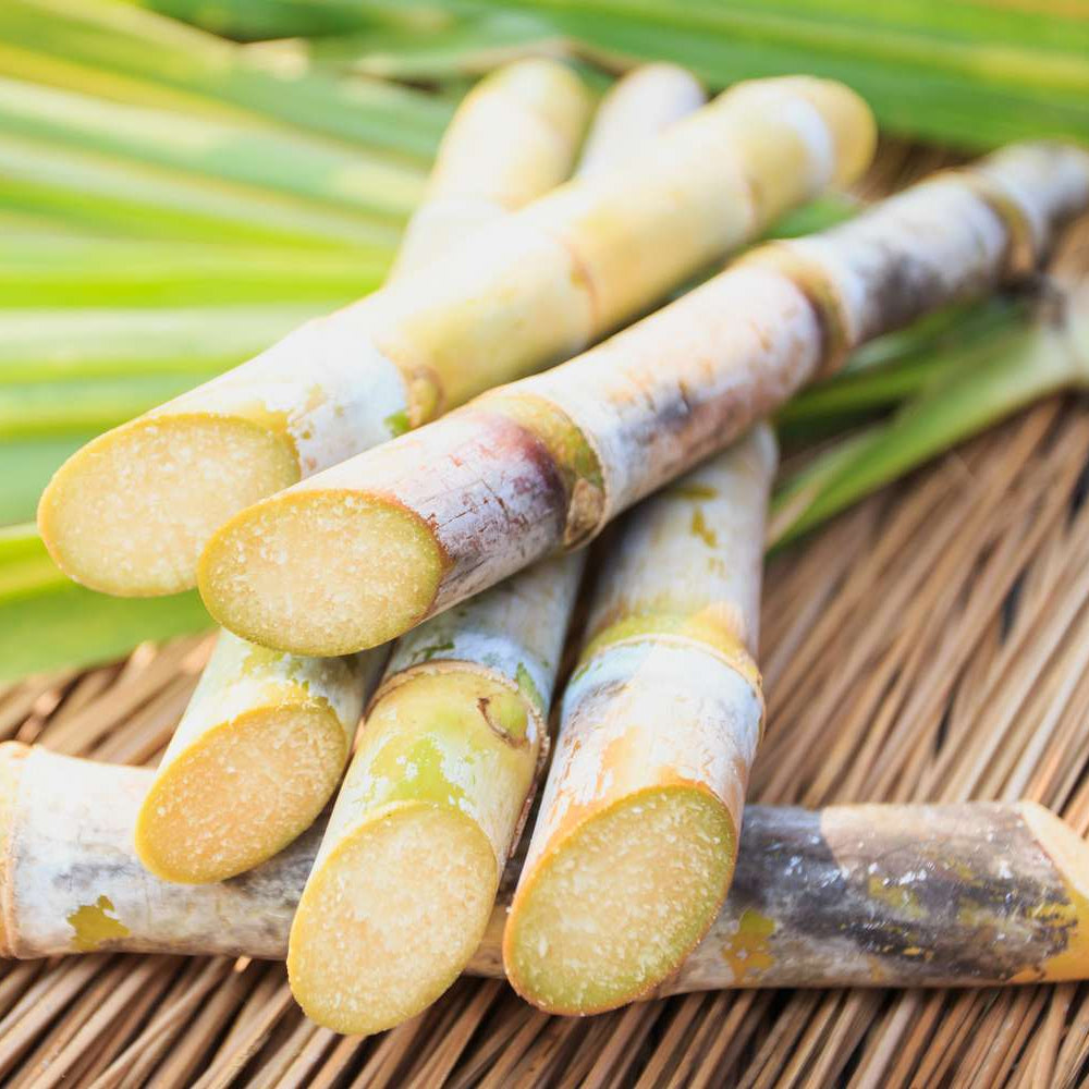 Sugarcane Yellow Variety – Easy-to-Grow Garden Cane Stalks