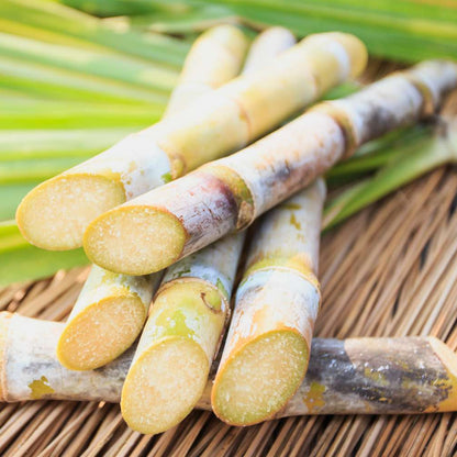 Sugarcane Yellow Variety – Easy-to-Grow Garden Cane Stalks