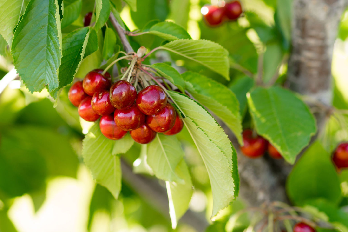 CHERRY SEEDS SWEET EDIBLE FRUIT Native Tree - Fruit Seeds