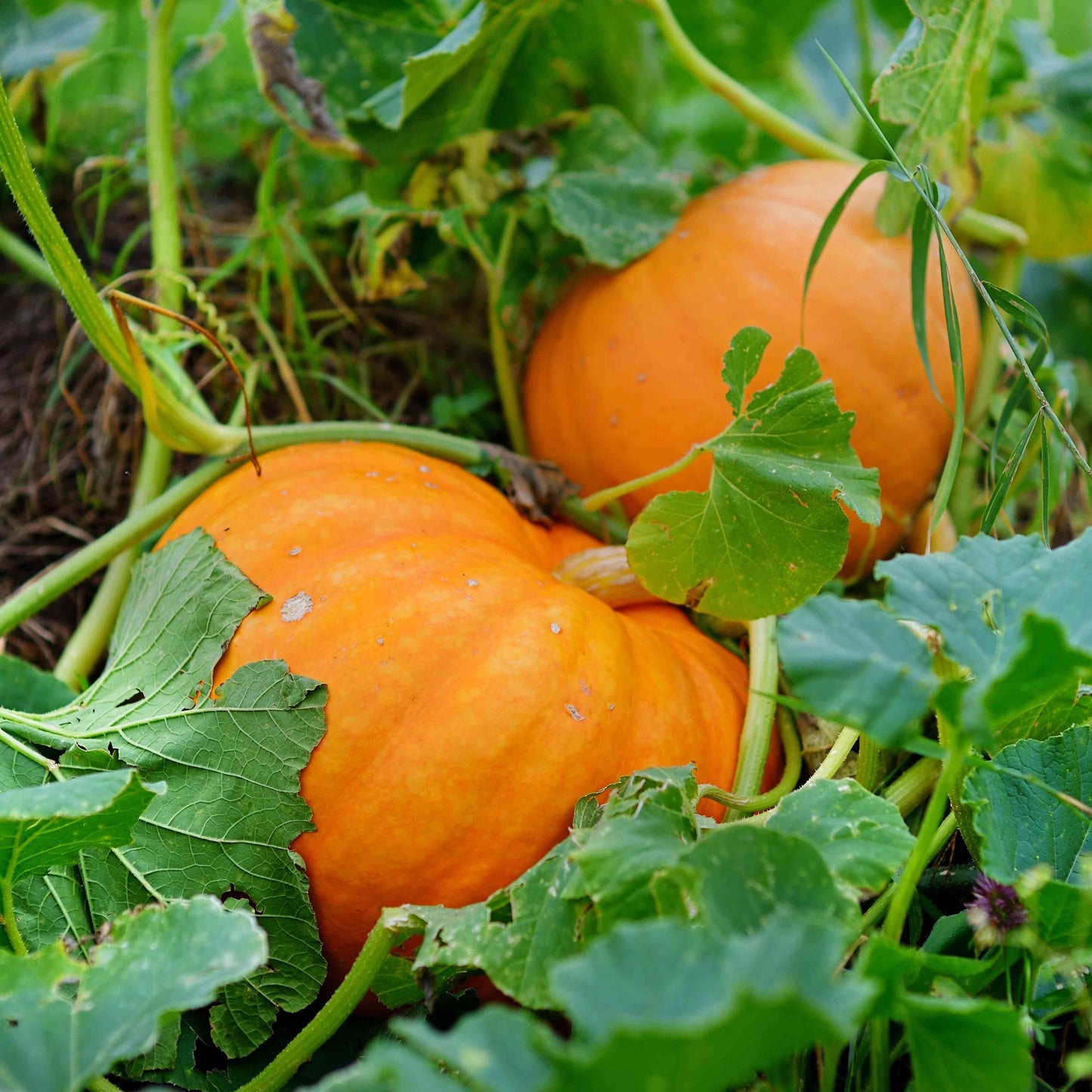 Pumpkin Jack Be – Garden Flower Seeds
