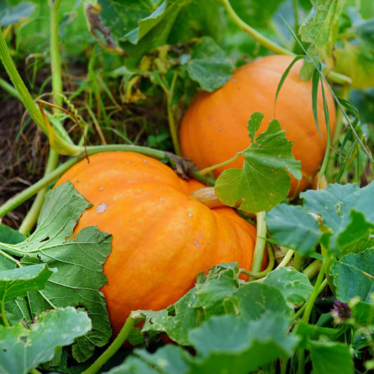 Pumpkin Jack Be – Garden Flower Seeds
