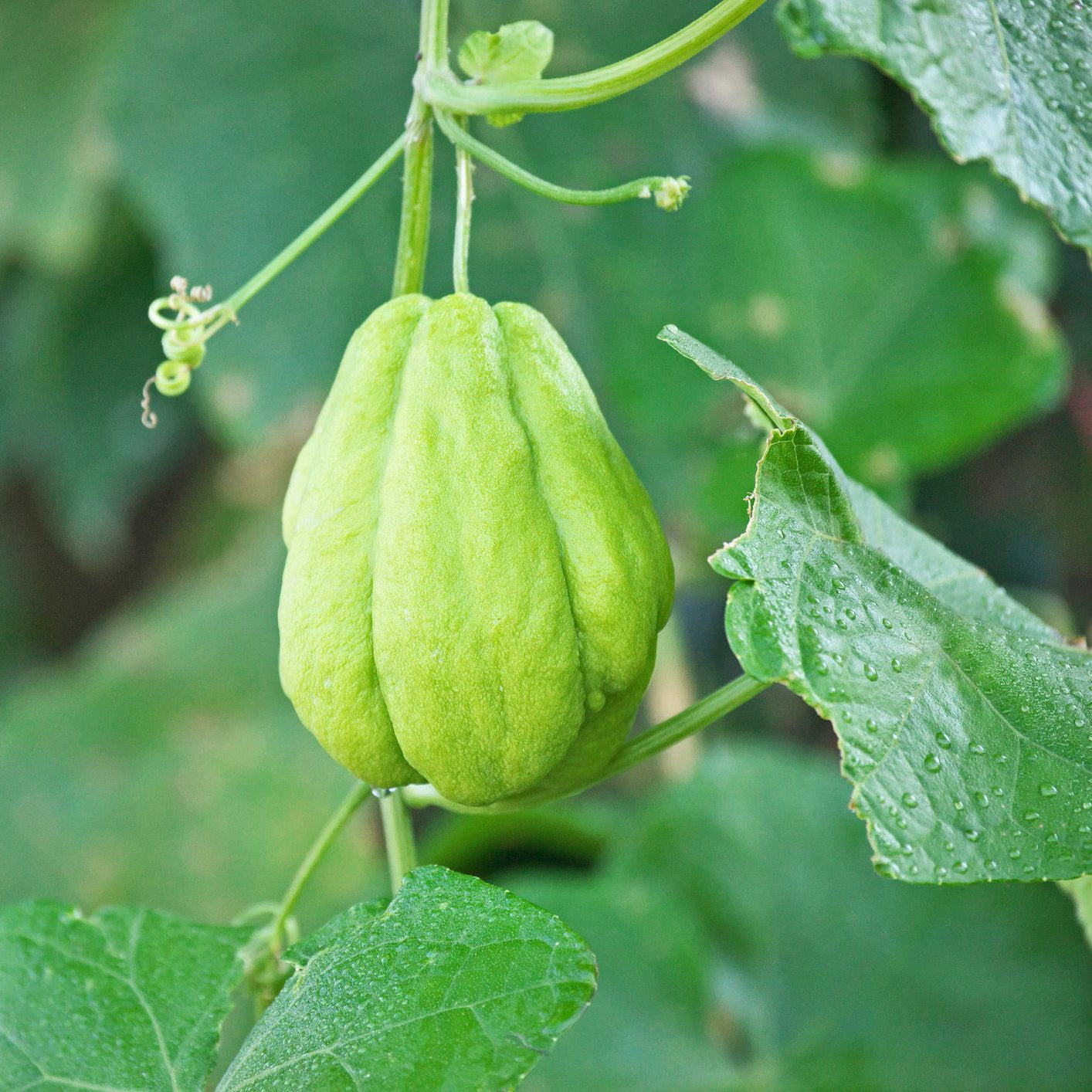 Smooth Green Chayote Seeds – Smooth Skin, Mild-Flavour Vegetable Variety