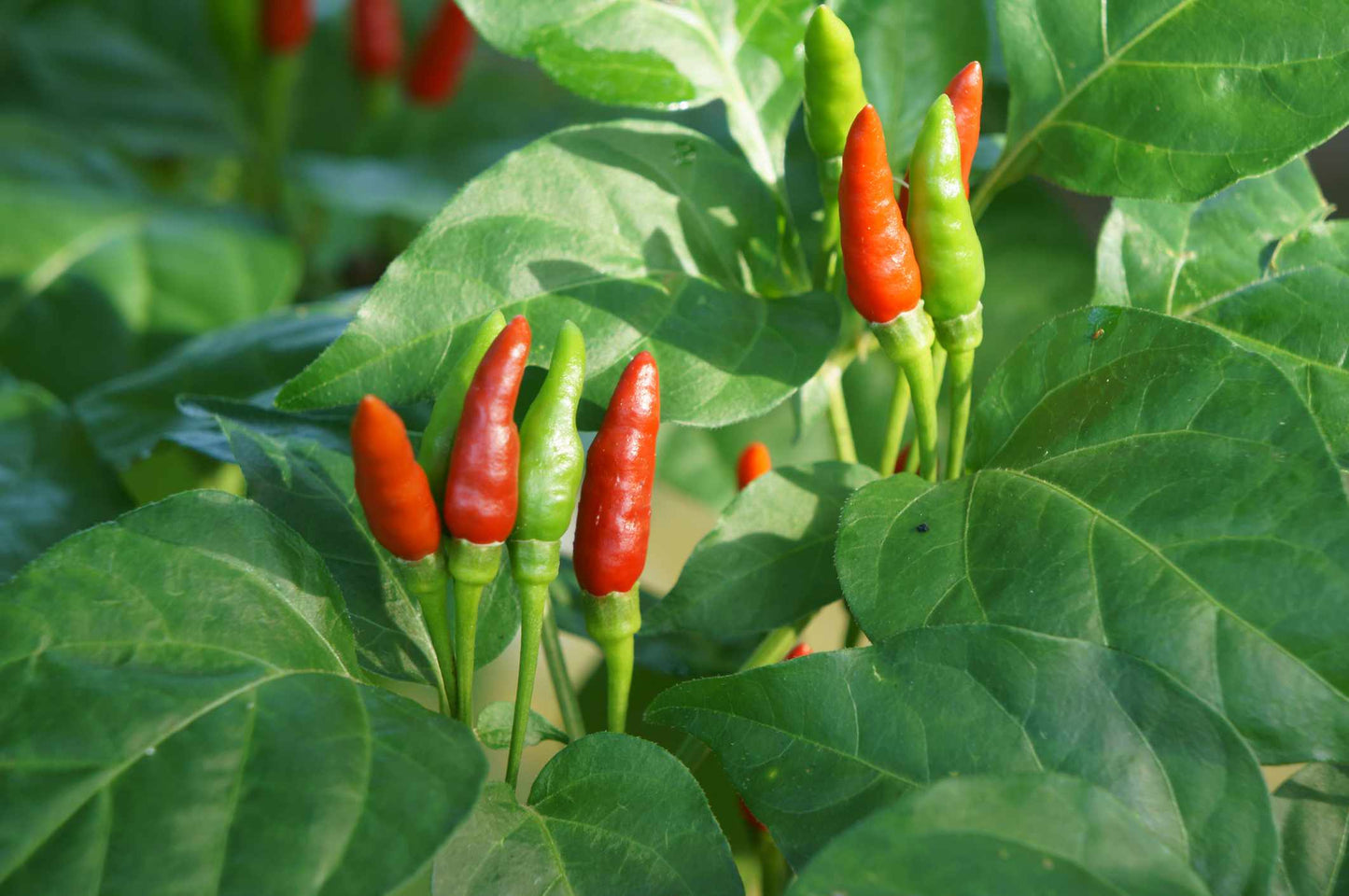 Thai Dragon Pepper – Spicy Vegetable Garden Seeds