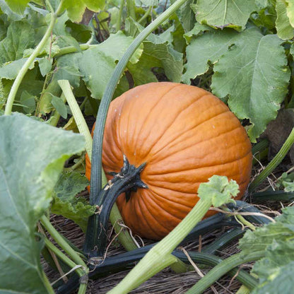 Pumpkin Jack Be – Garden Flower Seeds
