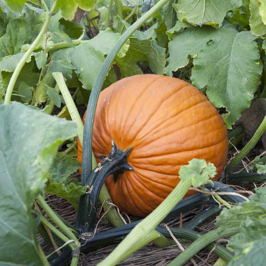 Pumpkin Jack Be – Garden Flower Seeds