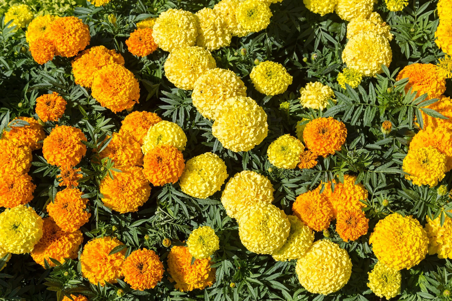 Marigold – Bright Annual Garden Flower Seeds
