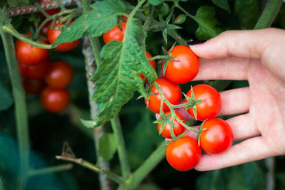 Large Cherry Tomato – Garden Vegetable Seeds