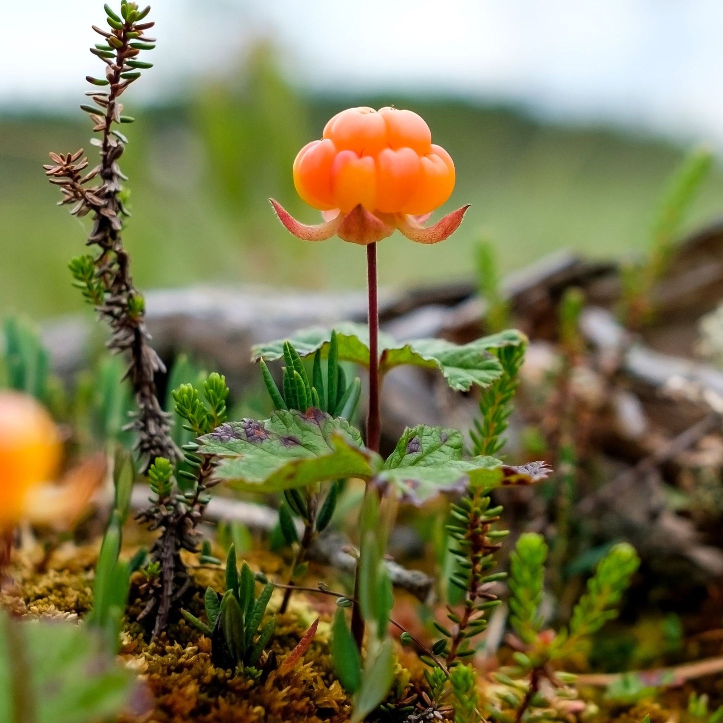 Cloudberry Seeds Rubus Chamaemorus Rare Arctic Berry Sweet-Tart Golden Fruit Plant