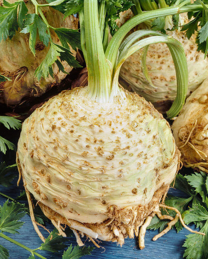 Giant Prague Celeriac – Garden Herb Seeds