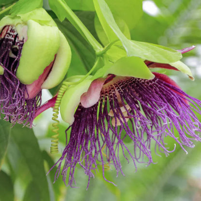 Passiflora quadrangularis Seeds – Giant Granadilla Passion Flower Vine, Tropical Climbing Plant