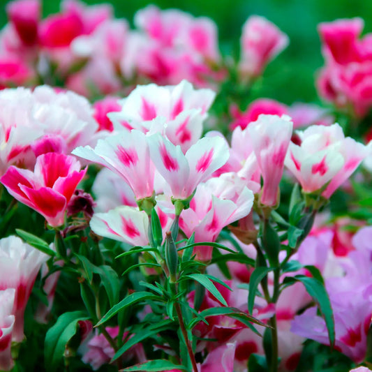 Clarkia Wildflower – Colorful Perennial Flower Seeds
