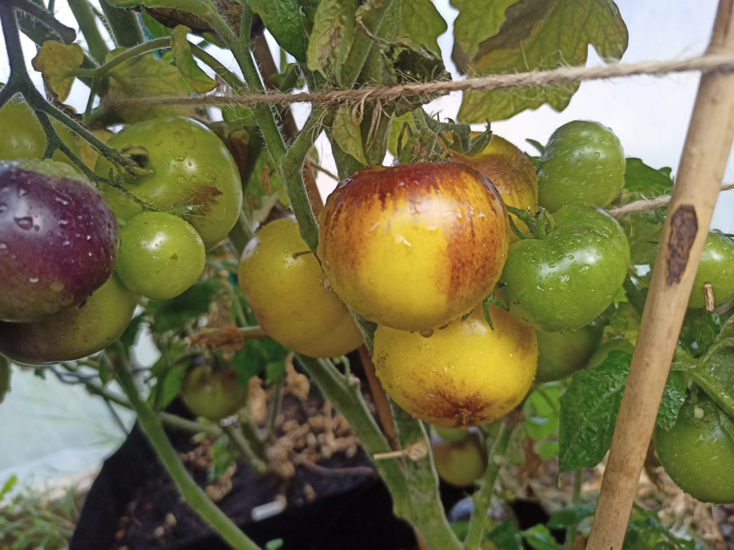 Gondwana Moon Tomato – Heirloom Vegetable Garden Seeds