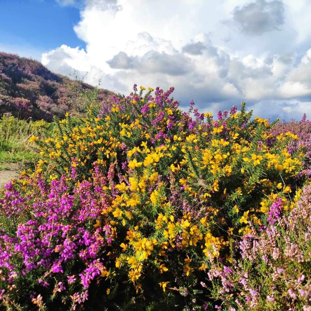 Common Gorse Plant (Ulex europaeus) – Heirloom, Non-GMO, Evergreen Shrub for Landscaping