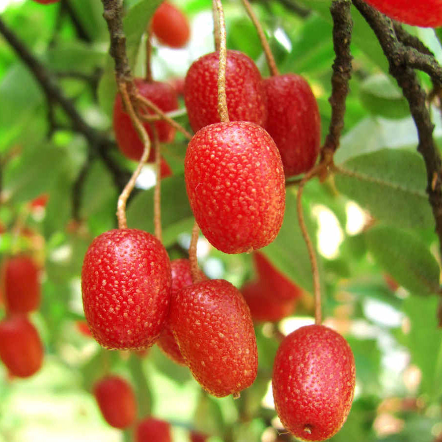 Sweet Scarlet Berry Seeds – Heirloom, Non-GMO, Hardy Fruit-Bearing Variety