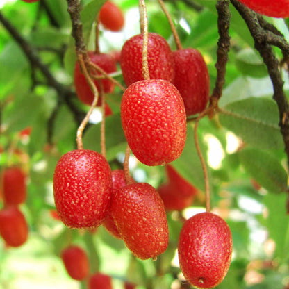 Sweet Scarlet Berry Seeds – Heirloom, Non-GMO, Hardy Fruit-Bearing Variety