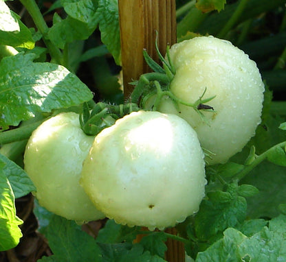 Great White Tomato – Garden Vegetable Seeds