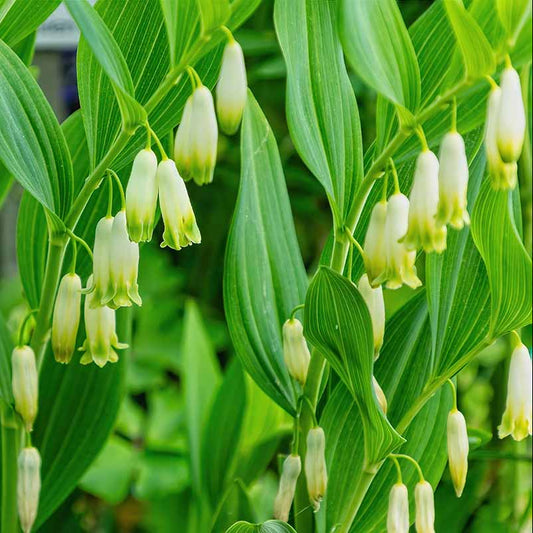 Solomon’s Seal Polygonatum – Hardy Wildflower Garden Seeds