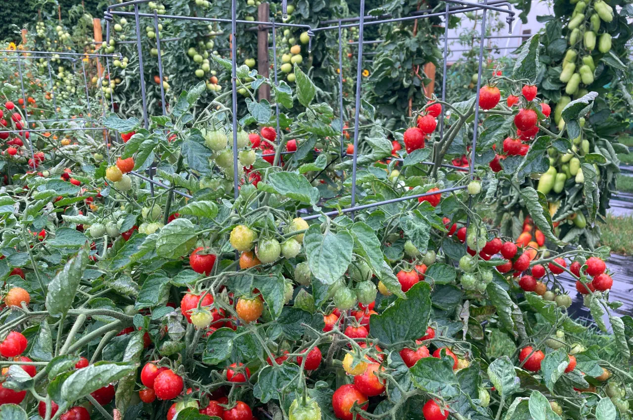 Windowbox Roma Tomato – Garden Vegetable Seeds