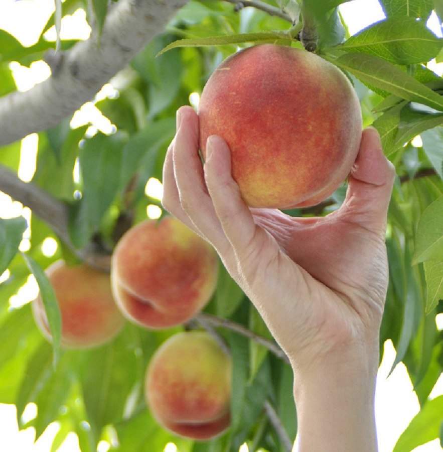 Peach Mountain Japanese – Garden Fruit Seeds