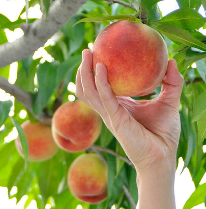 Peach Mountain Japanese – Garden Fruit Seeds