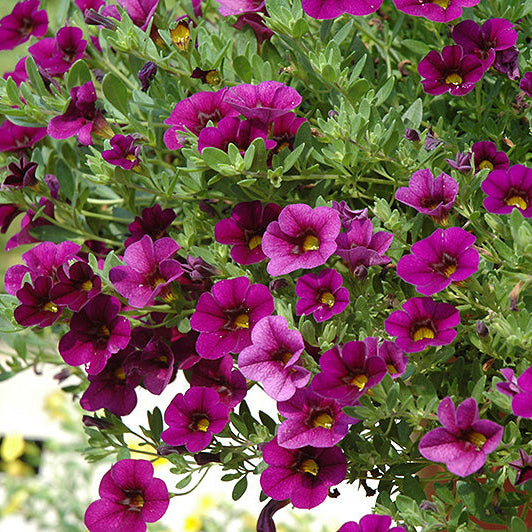 Cabaret Purple Glow Calibrachoa Seeds Bright Purple Trailing Blooms