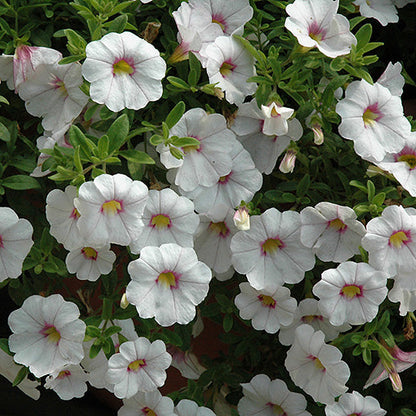 Can-Can Mocha Calibrachoa Seeds Unique Cream & Mocha Blooms