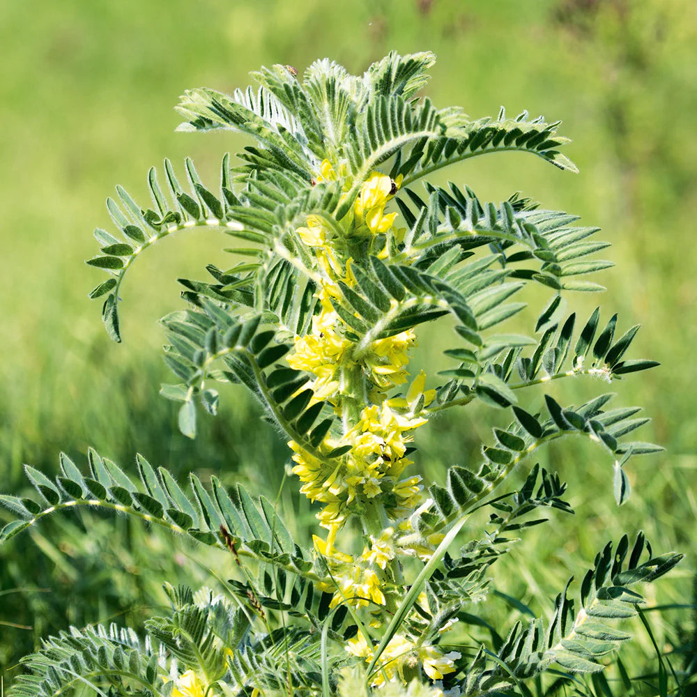 Astragalus Membranaceus – Perennial Flowering Herb Seeds
