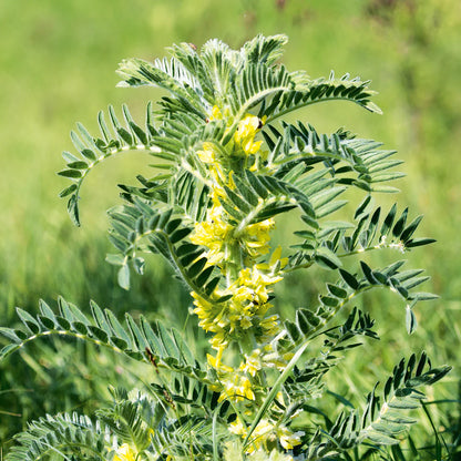 Astragalus Membranaceus – Perennial Flowering Herb Seeds