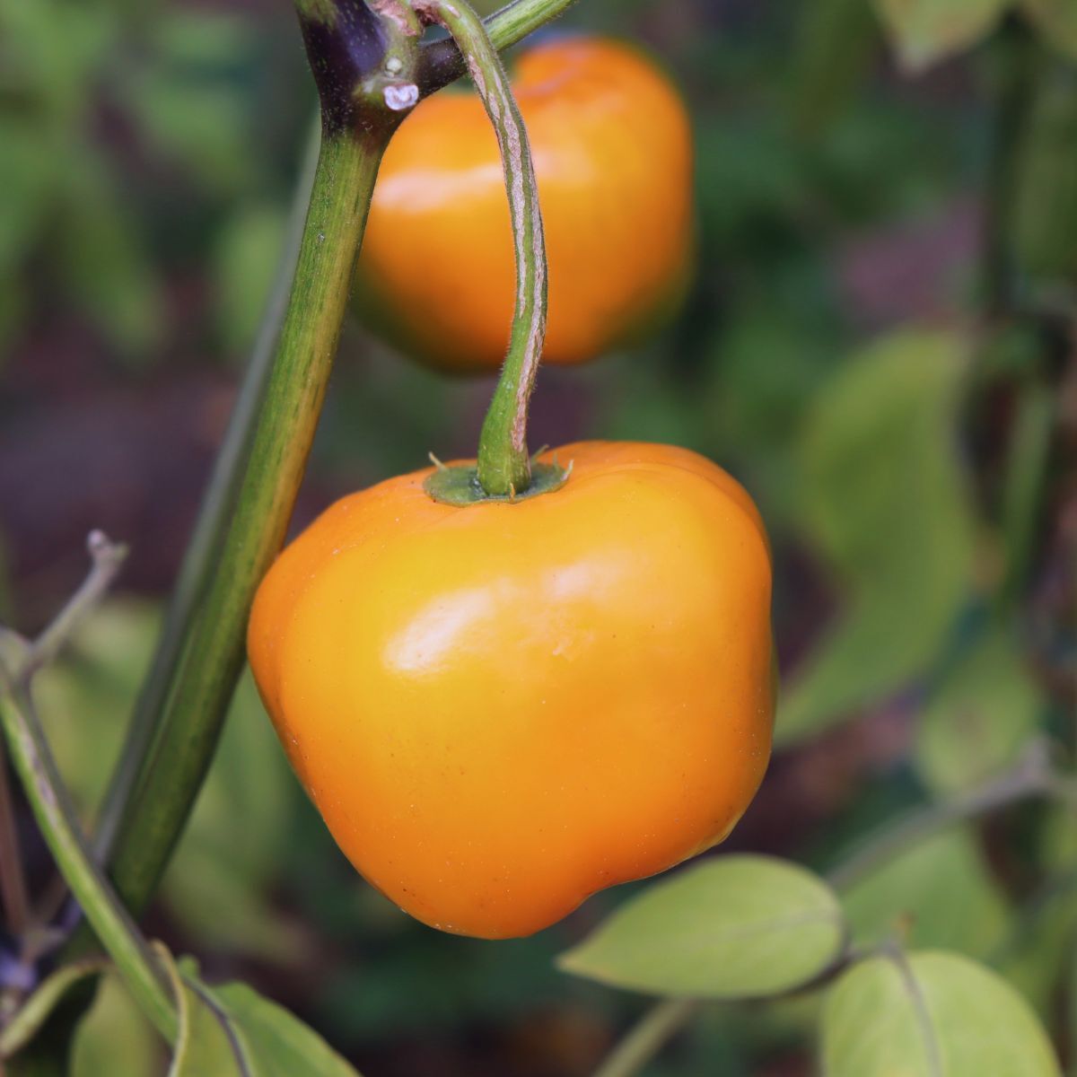 Manzano Pepper Yellow – Garden Vegetable Seeds