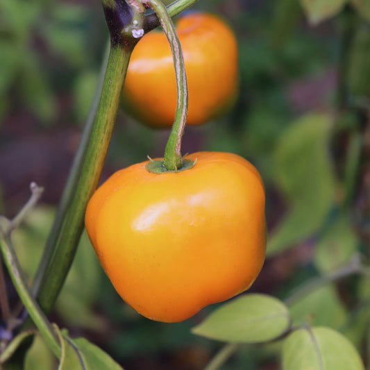 Manzano Pepper Yellow – Garden Vegetable Seeds