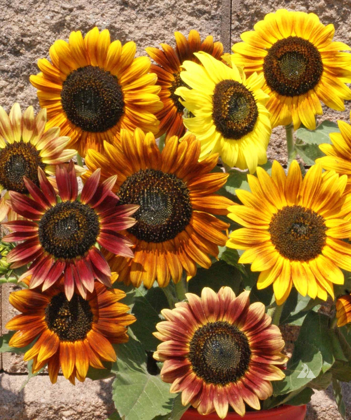 Sunflower Helianthus Annuus – Autumn Beauty Garden Flower Seeds