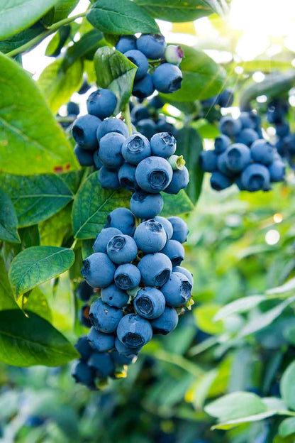 Northern Highbush Blueberry – Hardy Fruit Tree Seeds