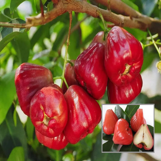 Grafteed Syzygium Aqueum Red Taiwan Fruit Tree Free Ptosanitary – Hardy Fruit Tree Seeds