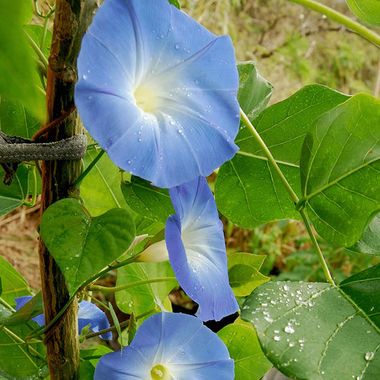 Heavenly Blue Morning Glory – Climbing Wildflower Garden Seeds