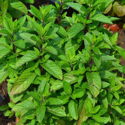 Peppermint (Mentha × piperita) Herb Seeds for Planting – Aromatic Mint Variety for Home Gardens