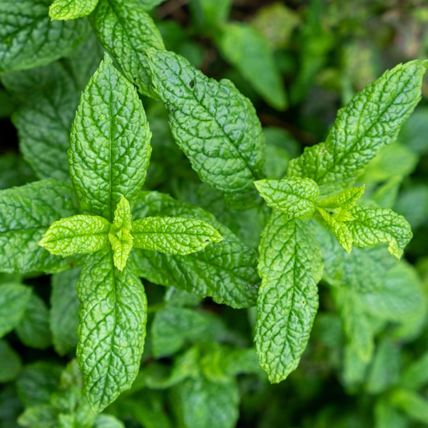 Spearmint (Mentha spicata) Seeds for Planting – Fresh Aromatic Garden Herb
