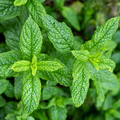 Spearmint (Mentha spicata) Seeds for Planting – Fresh Aromatic Garden Herb